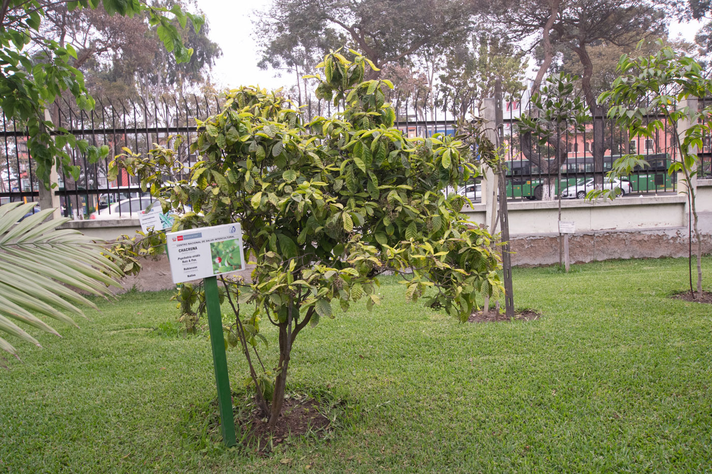 Изображение особи Psychotria viridis.