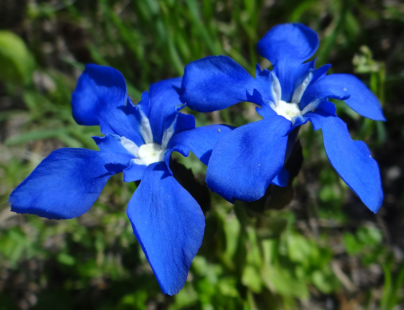 Image of Gentiana uniflora specimen.