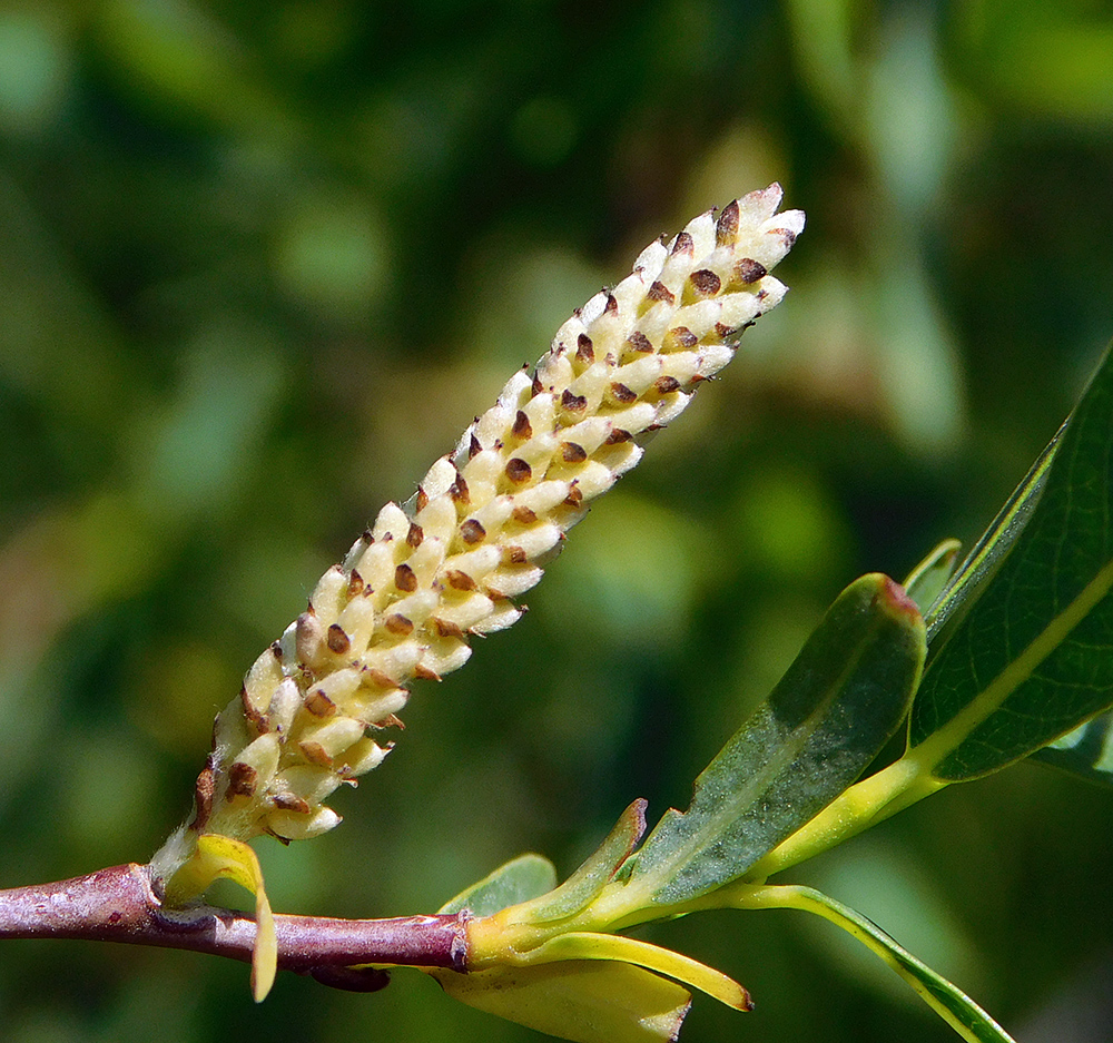 Image of Salix elbursensis specimen.