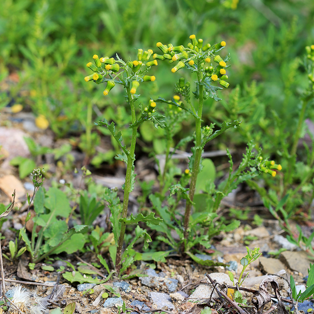 Изображение особи Senecio vulgaris.