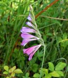 Gladiolus tenuis