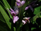 Dactylorhiza sajanensis