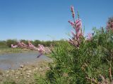 Tamarix ramosissima. Ветви с соцветиями. Казахстан, вост. окраина г. Тараз, пойма р. Талас, остров, край тугая. 18 июня 2020 г.