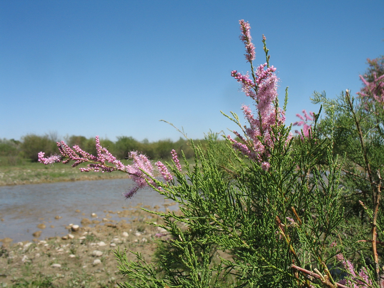 Image of Tamarix ramosissima specimen.