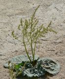 Rheum maximowiczii