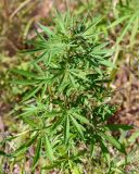 Cannabis sativa var. spontanea