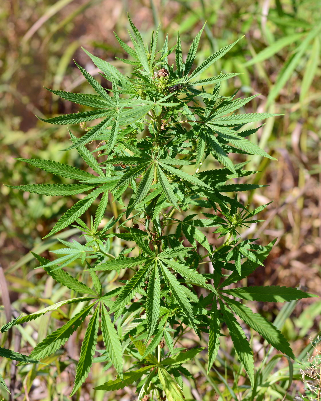 Image of Cannabis sativa var. spontanea specimen.