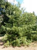genus Pinus. Молодое дерево. Украина, г. Запорожье, Запорожский детский ботанический сад. 10.08.2020.