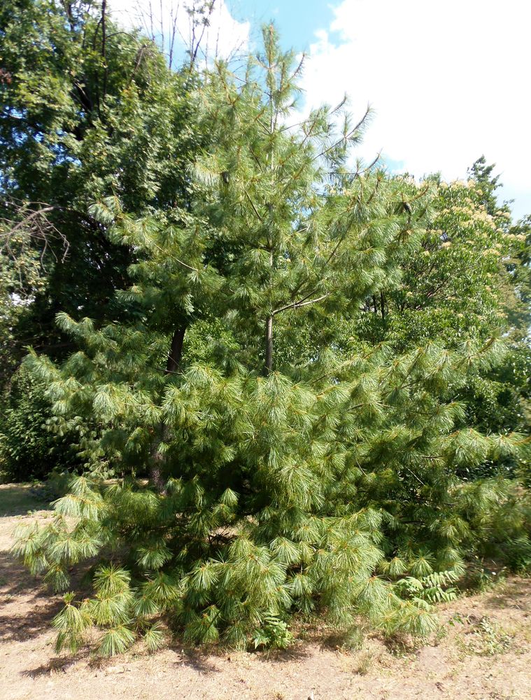 Image of genus Pinus specimen.