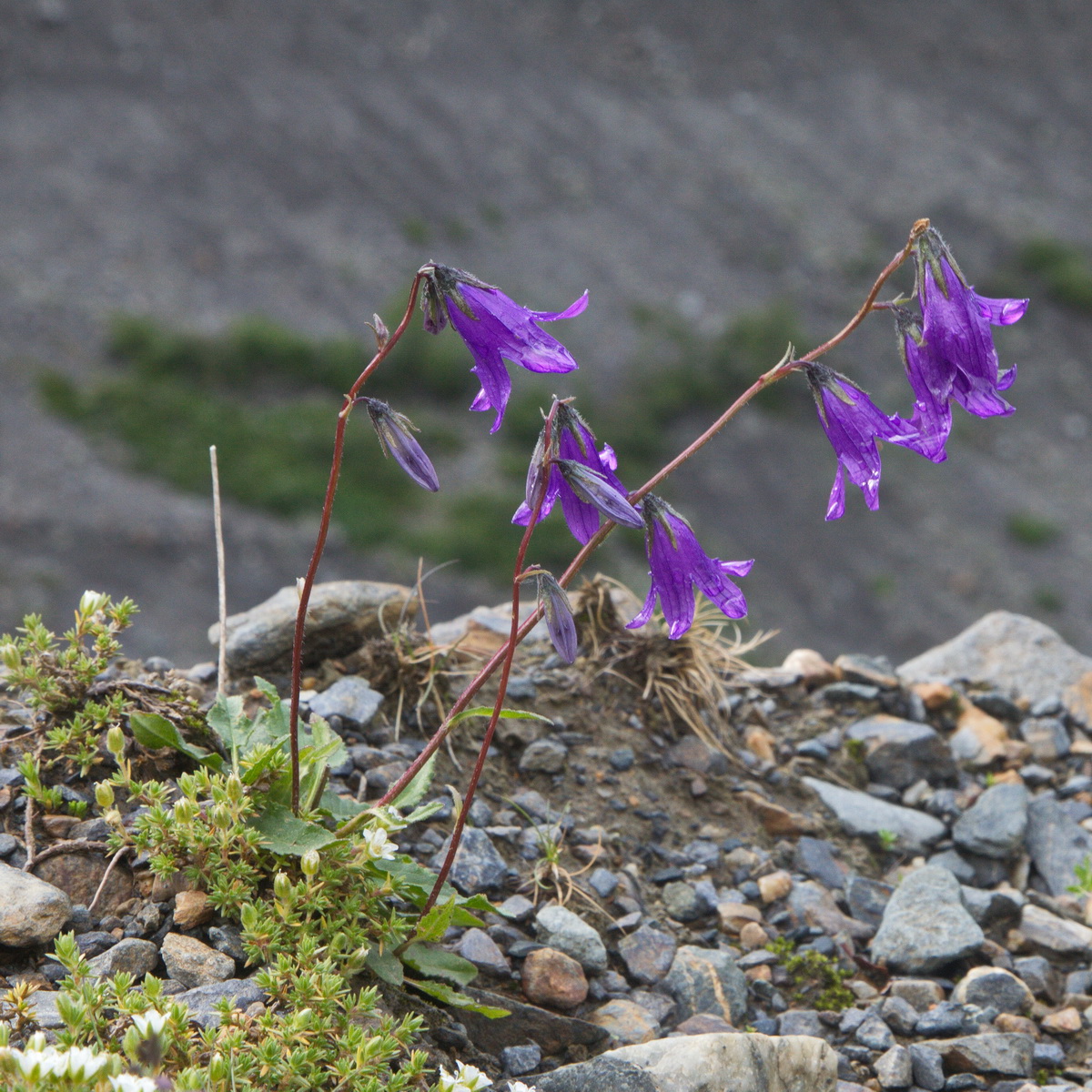 Изображение особи род Campanula.