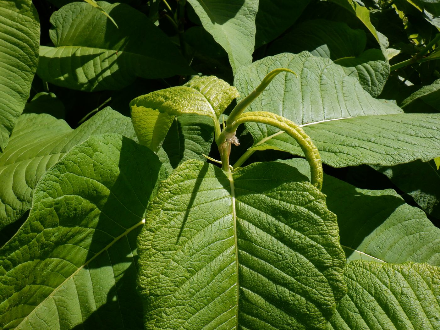 Изображение особи Aconogonon weyrichii.