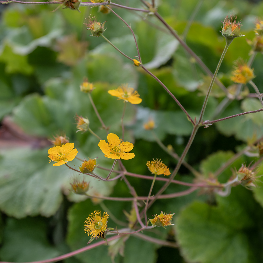 Изображение особи Woronowia speciosa.