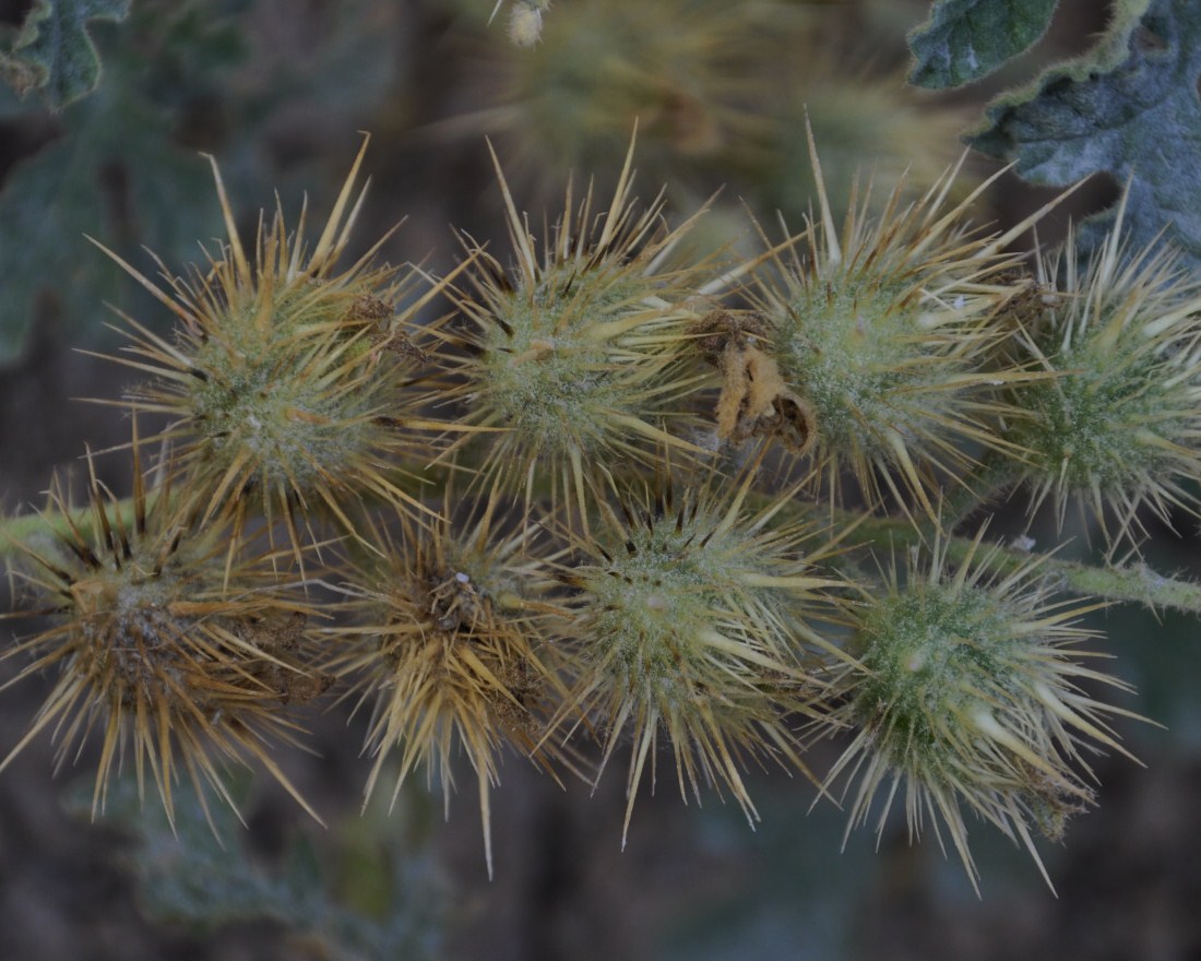 Image of Solanum cornutum specimen.