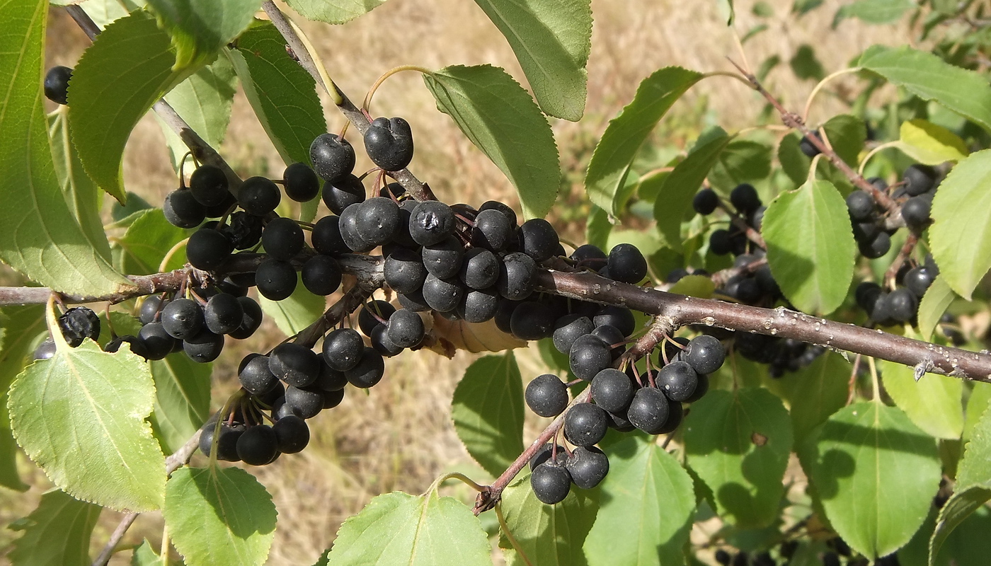 Image of Rhamnus cathartica specimen.