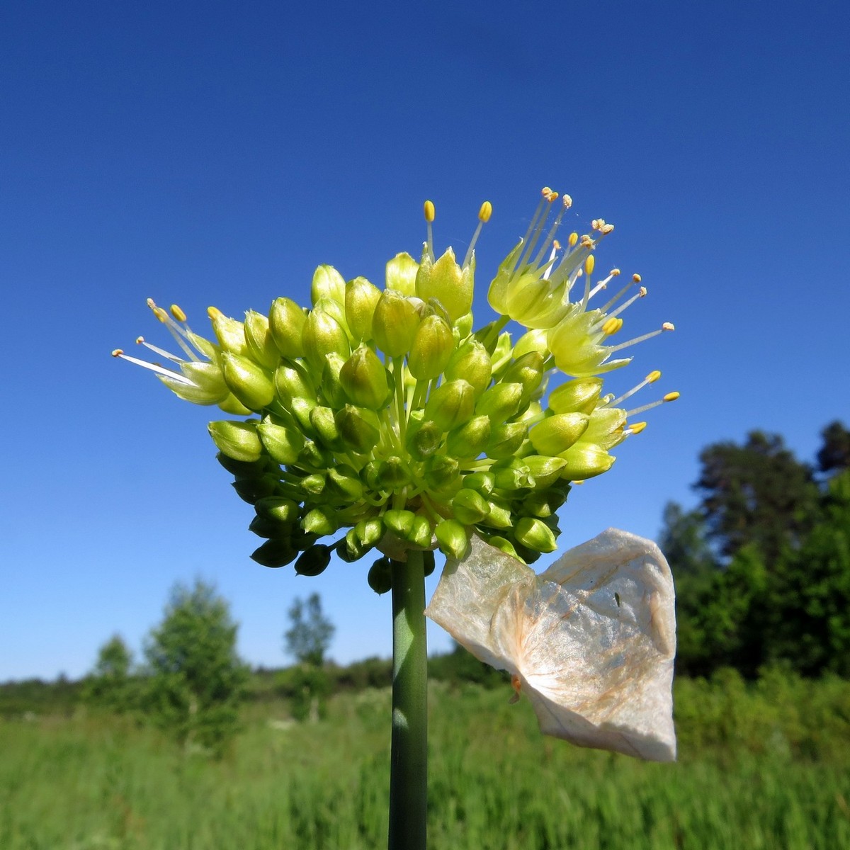 Изображение особи Allium obliquum.