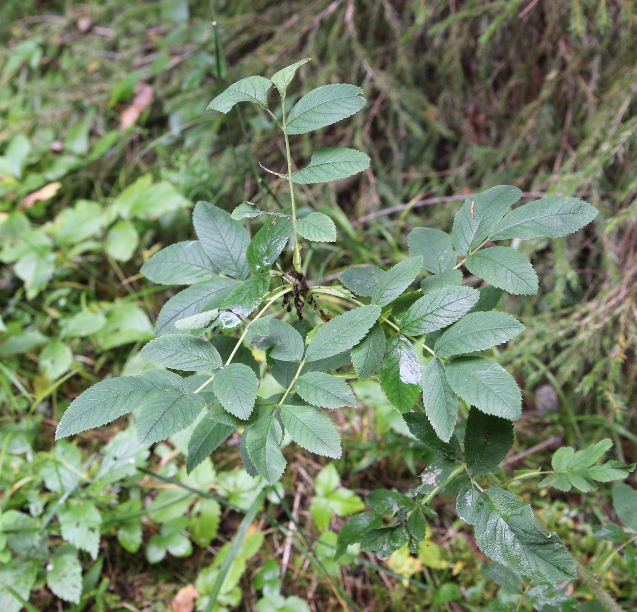 Image of genus Rosa specimen.