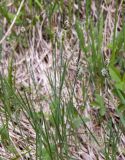 genus Carex