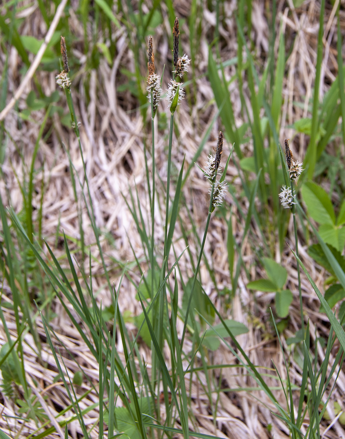 Изображение особи род Carex.