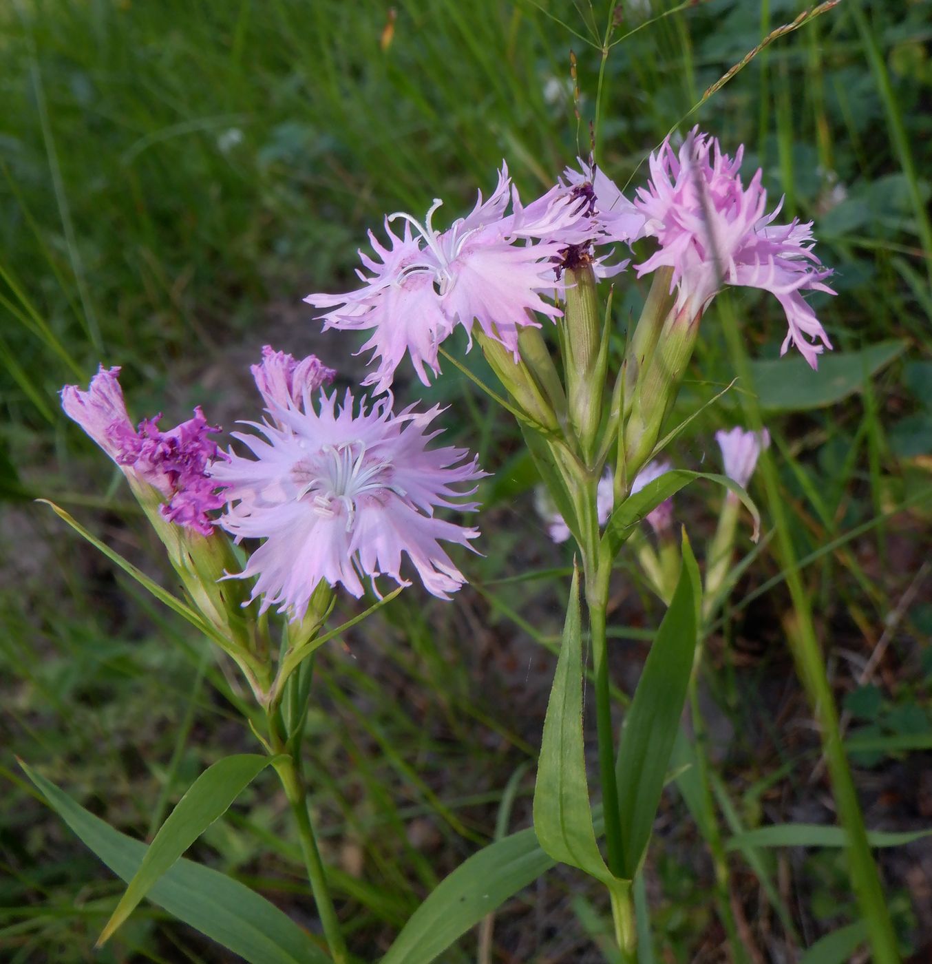 Image of Dianthus × courtoisii specimen.