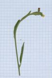 Image of taxon representative. Author is Татьяна Мальчинская