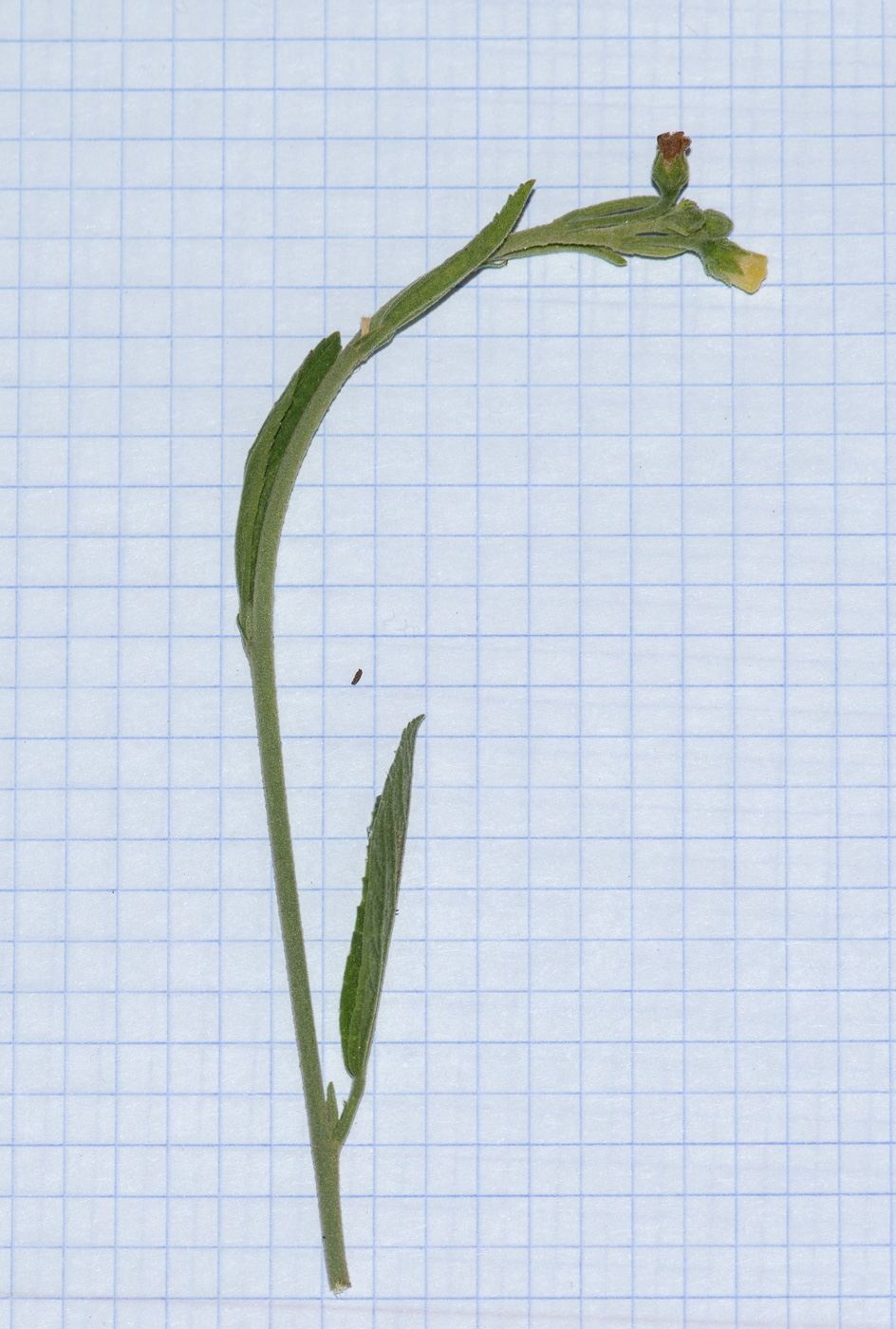 Image of Hibiscus sulfuranthus specimen.