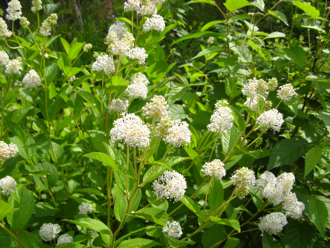 Image of Ceanothus americanus specimen.