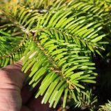 Abies nordmanniana