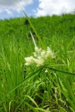 Cyperus hemisphaericus