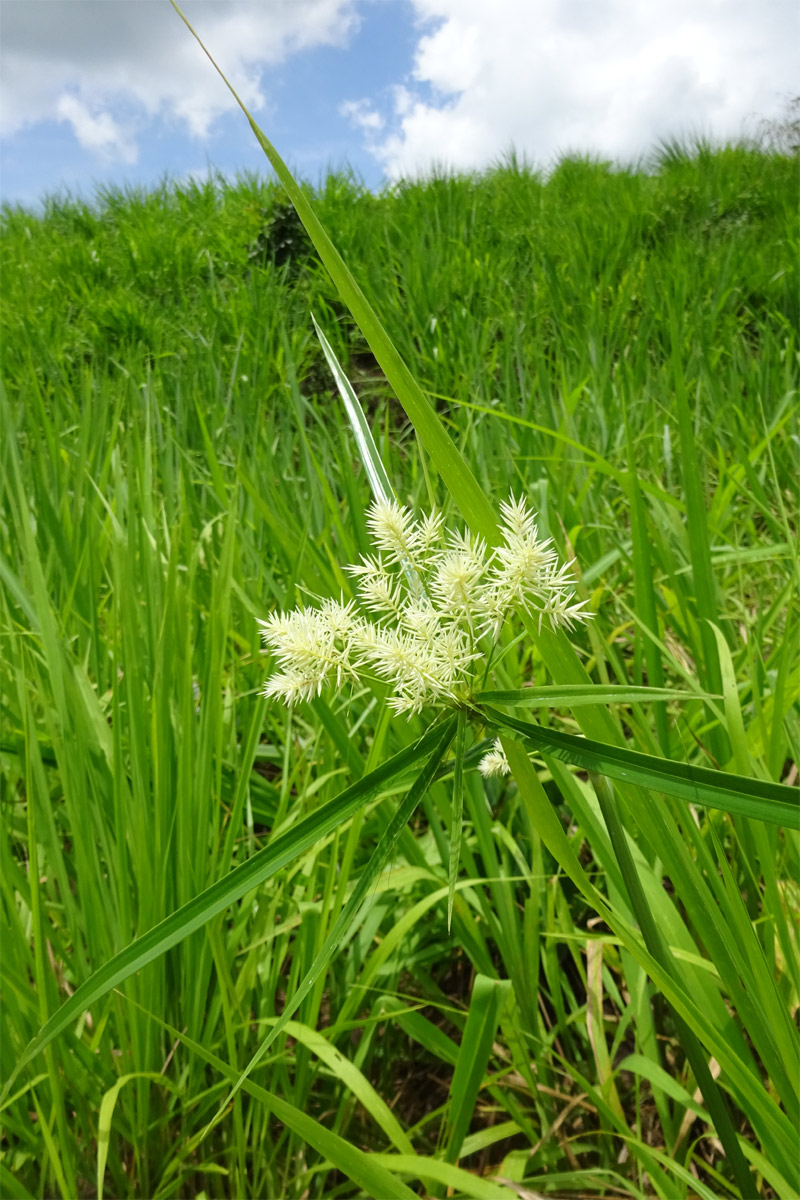 Изображение особи Cyperus hemisphaericus.