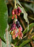 Fuchsia boliviana. Соплодие с плодами разной степени зрелости. Перу, регион Куско, провинция Урубамба, окр. археологического комплекса \"Machu Picchu\", обочина дороги к археологическому комплексу. 16.10.2019.