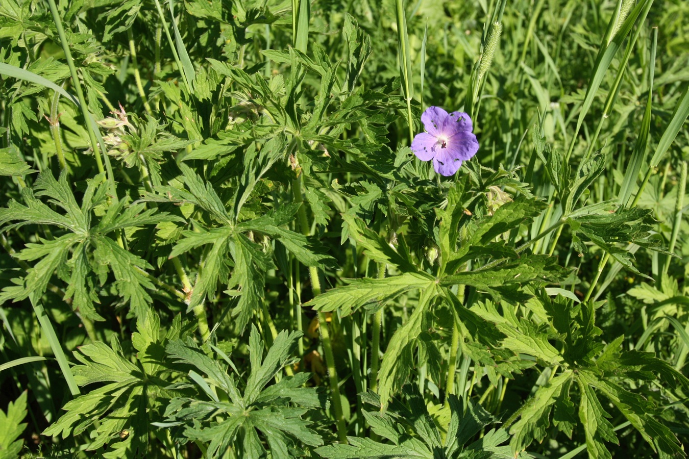 Image of Geranium pratense specimen.