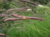 Hordeum violaceum