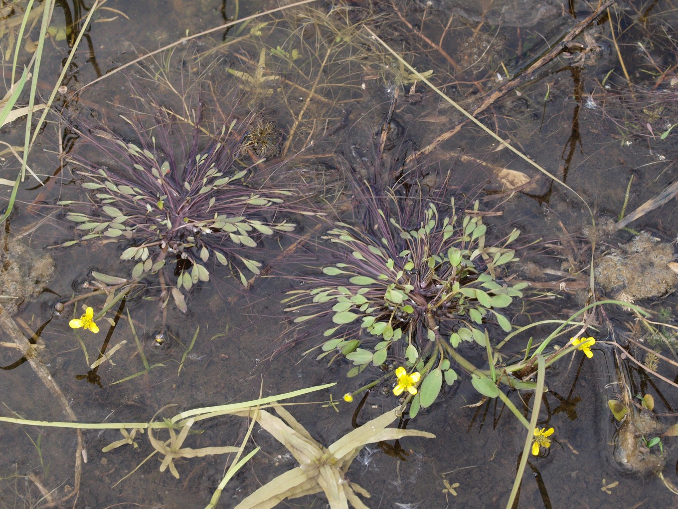 Image of Ranunculus polyphyllus specimen.