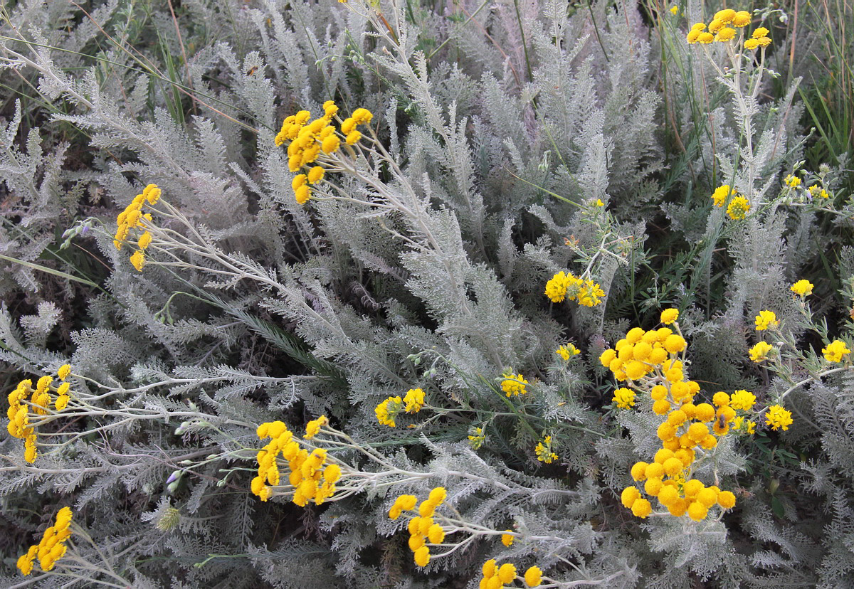 Image of Tanacetum millefolium specimen.