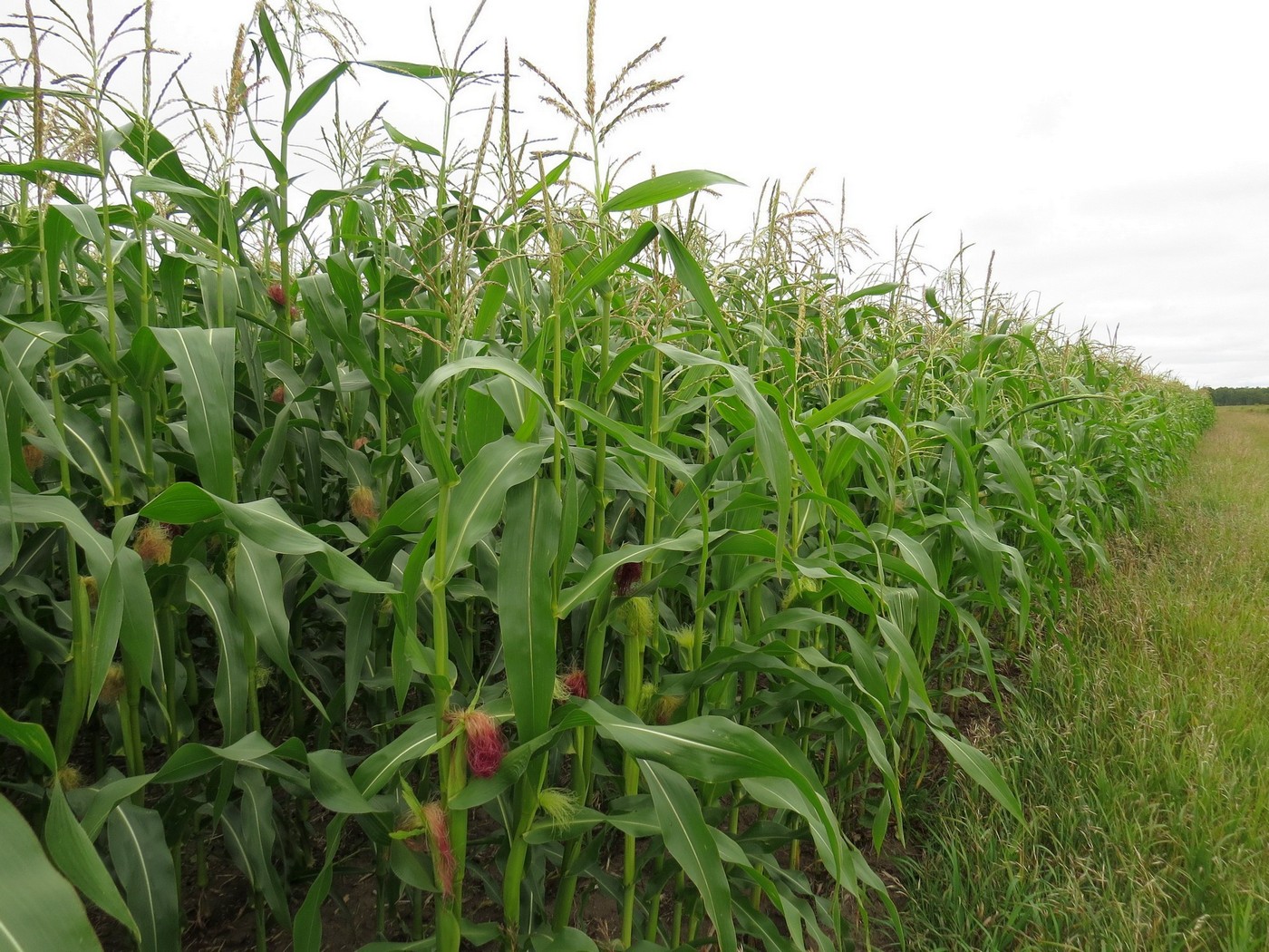 Изображение особи Zea mays.