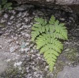 Dryopteris assimilis. Вайя молодого растения. Пермский край, Гремячинский р-н, хр. Рудянский Спой, ур. Каменный Город, трещина в останце. 10.10.2020.