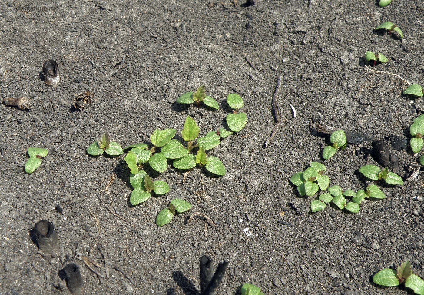 Изображение особи Althaea officinalis.