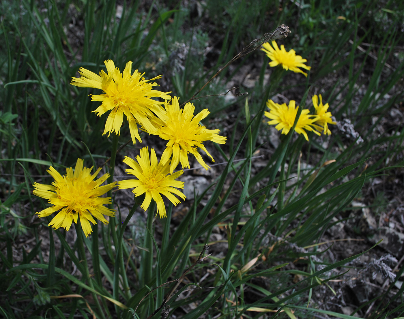 Image of Scorzonera austriaca specimen.