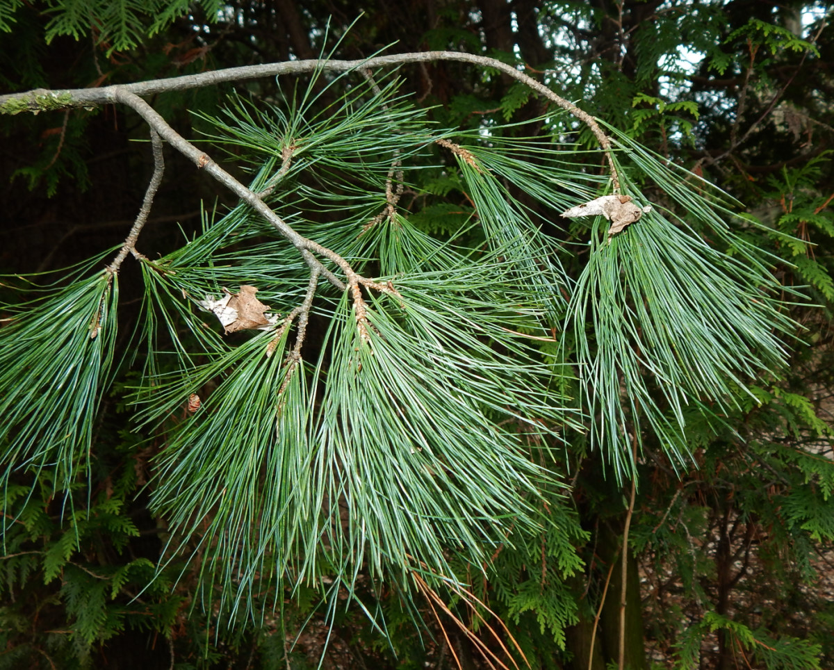 Изображение особи Pinus peuce.