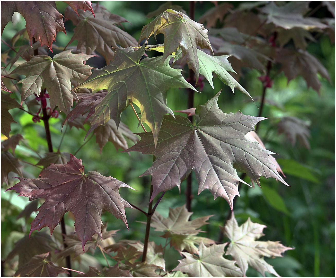 Image of Acer platanoides specimen.