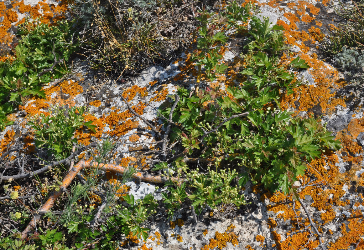 Изображение особи Crataegus taurica.