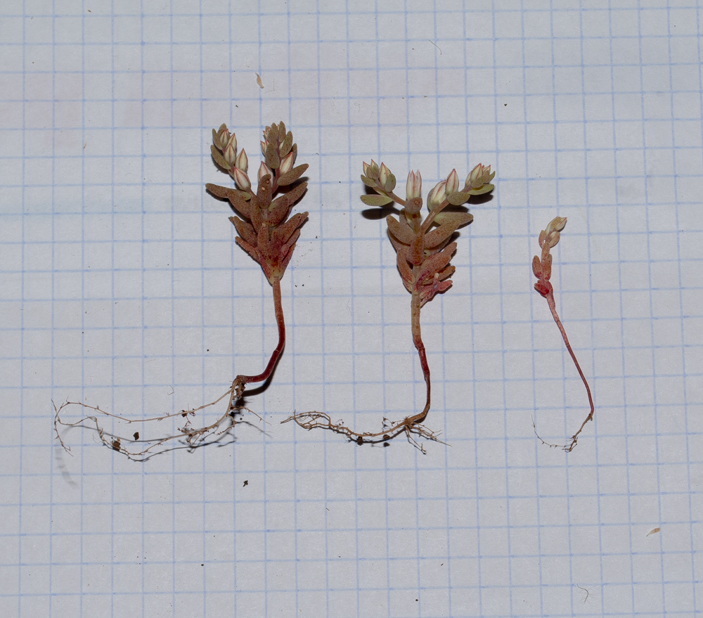 Image of Sedum rubens specimen.