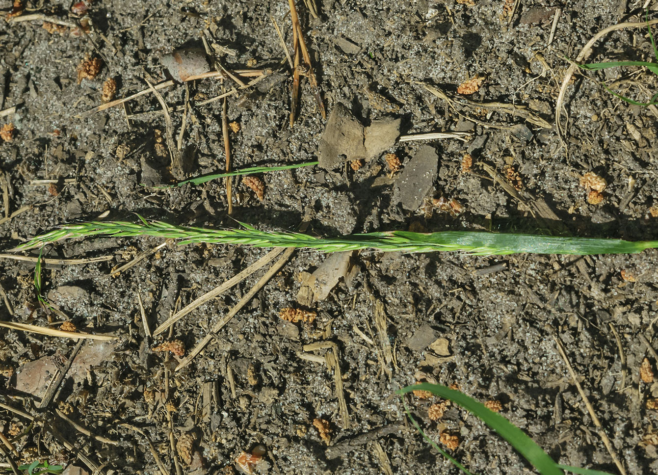 Image of Calamagrostis arundinacea specimen.