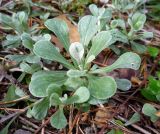 Antennaria dioica. Розетка листьев. Архангельская обл., Вельский р-н, пос. Усть-Шоноша. 21 июля 2009 г.