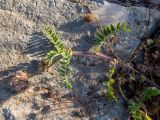 genus Astragalus. Верхушка побега с соплодием и отцветшим соцветием. Греция, Эгейское море, о. Сирос, окр. пос. Вари (Βάρη), вост. берег зал. Вари, незастроенный каменистый холм. 19.04.2021.