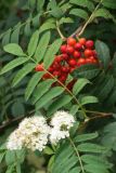 Sorbus aucuparia