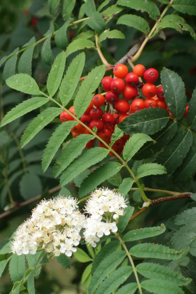 Изображение особи Sorbus aucuparia.