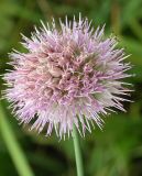 Allium platyspathum