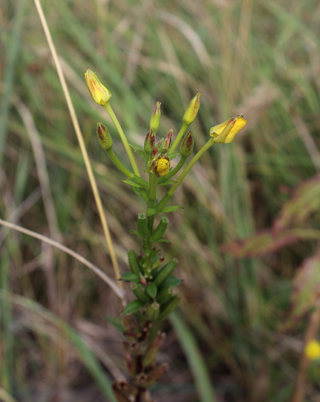 Изображение особи род Oenothera.