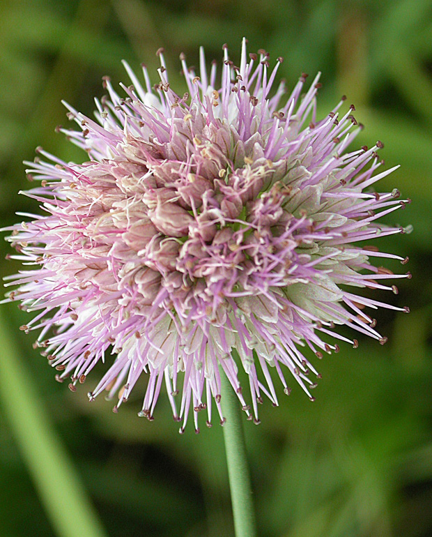 Изображение особи Allium platyspathum.